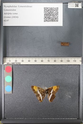 Media type: image;   Entomology 145446
